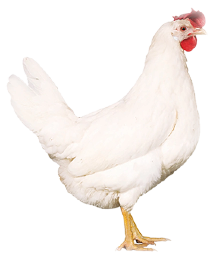 Afbeeldingen 2020 Kip Wit.png