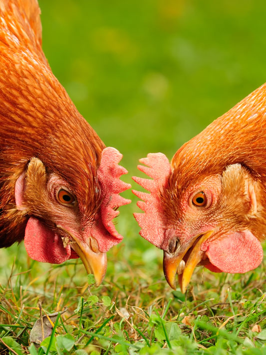 domestic chickens eating grains and grass