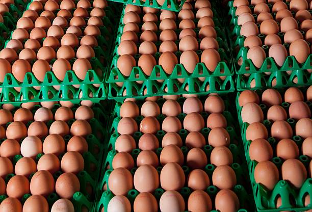 Istockphoto 2244785406 612x612 1