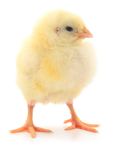 Istockphoto 2246048438 612x612 1