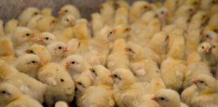 istockphoto 2180771061 612x612