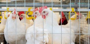 dekalb white hens in cage in poultry farm.