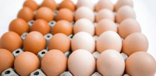 brown and white fresh chicken eggs stack in egg carton ready for sale